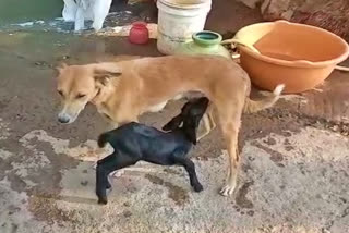 Dog feeding Goat cub