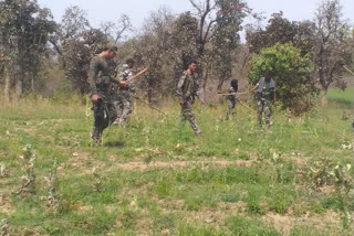 police destroyed opium in latehar