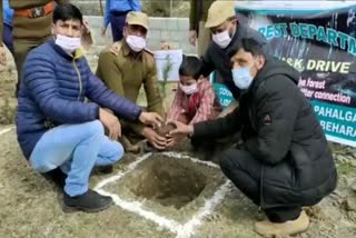 Plantation drive at pahalgam