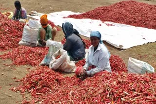 Bellary Chilli growers facing problem due to Bank bandh