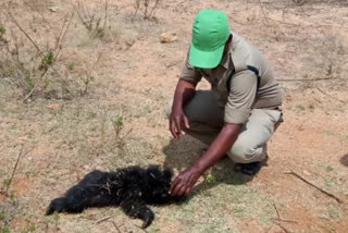 two baby bears dead in baddikonda ananthapuram district