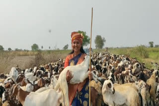 mla sridevi turned into goat shepherd near damarapalli