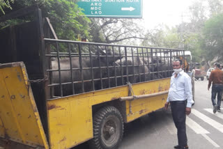Latest kota news,  Kota Devnarayan Yojana,  Kota Stray Animal Case