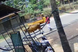 Cow thief caught on CCTV camera in Nadapuram  പശുവിനെ മോഷ്ടിച്ച വിരുതന്‍ സിസിടിവിയില്‍ കുടുങ്ങി  നാദാപുരത്തി പശുക്കള്ളൻ പിടിയിൽ