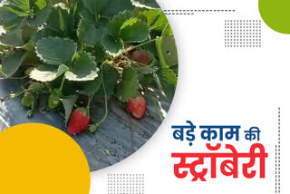 झालावाड़ में स्ट्रॉबेरी की खेती, Strawberry farming