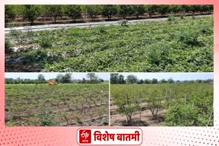 Baramati sub-division irrigation news