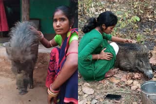 Wildboar returns home after seperation  Wildboar Dhuda comes back home  Forest department take away pet wild boar  Odisha family's pet boar  ഒഡീഷ  കാട്ടുപന്നി  വനംവകുപ്പ്