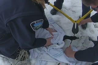 Officers rescue goose with arrow lodged in body