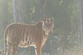 tiger-overturned-in-bandhavgarh-tiger-reserve