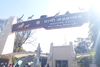 Indore Zoo closed until further orders, indore news, indore zoo
