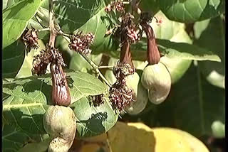 Balasaheb Mane appealed that no farmer should sell cashew nuts below Rs 150 per kg