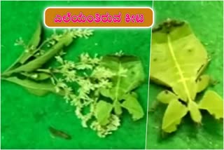 Insect found in Karwar it is like a leaf