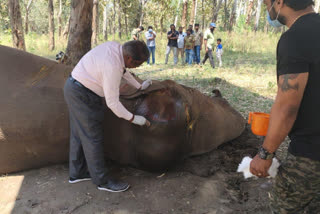 Train hits elephant dies during treatment