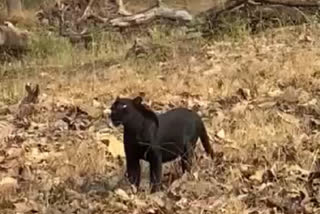 tree climbing panther in Pench National Park goes viral, tree climbing panther in Pench National Park goes viral