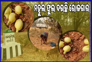 ଆଦିବାସୀଙ୍କ ଅର୍ଥ ମହୁଲ ଫୁଲ, ପଞ୍ଚାୟତ ମାଧ୍ୟମରେ ସଂଗ୍ରହକୁ ଦାବି