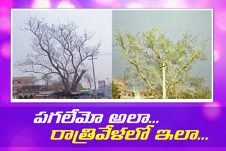 bhainsa peepal tree