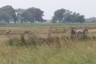 मिर्जापुर में नीलगाय का आतंक.