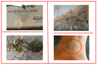 students face problems with insects in school at venkatareddypalli in ananthapur