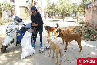 chaya-tomar-feeds-over-200-street-dogs-daily