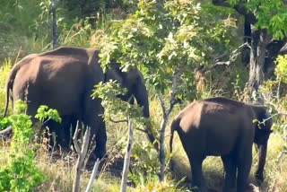 KODAIKANAL ELEPHANT DAMAGE