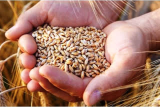 Punjab postpones wheat procurement