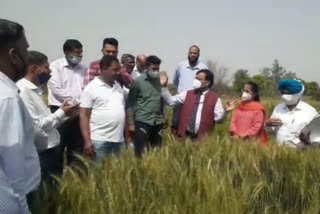 scientists visit in delhi farm  hiranki alipur delhi  chemical spraying in delhi  parali issue in delhi  अलीपुर में वैज्ञानिकों का दौरा  दिल्ली में पराली समस्या  पराली पर केमिकल छिड़काव