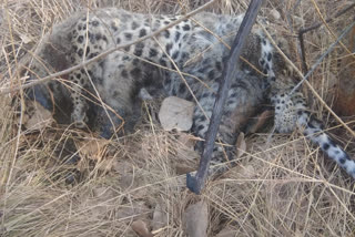 death of a female leopard