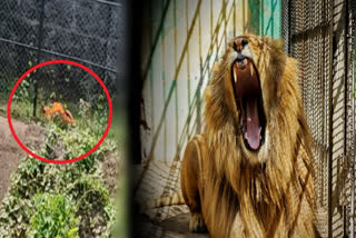 Man seriously injured by lion at Alipore Zoo