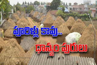 rice grains saving thatched dens in cheerala