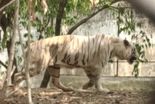 Wildlife Tiger,  Nahargarh Biological Park,  Wild bore Nahargarh Biological Park