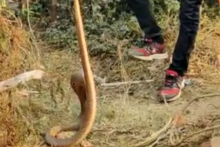 staggering 3 venomous snakes can be found in one house