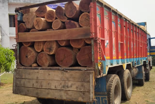 illegal wood seized in Chaibasa
