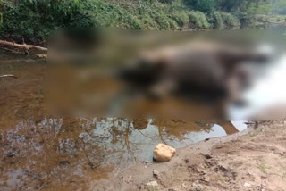 elephant found dead  malappuram kuravanpuzha elephant death  kuravan puzha elephant death  കാട്ടാനയെ ചരിഞ്ഞ നിലയിൽ കണ്ടെത്തി  മലപ്പുറം കുറവൻ പുഴയിൽ കാട്ടാനയെ ചരിഞ്ഞ നിലയിൽ കണ്ടെത്തി  കുറവൻ പുഴയിൽ കാട്ടാനയെ ചരിഞ്ഞ നിലയിൽ കണ്ടെത്തി