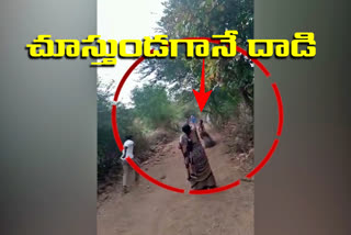 forest pig attack on boy in kamareddy district