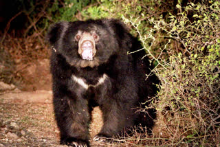 udaipur environmental scientists, bears come in urban area