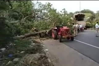 A  tree collapsed near Vijayawada Airport
