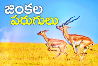 deers playing sriram sagar project in  nizamabad-district