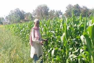 baby corn in gaya