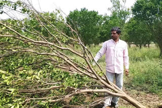 timely rains have caused severe damage to crops in amravati