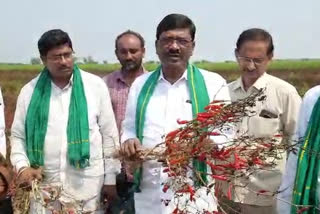 Telugu farmer state president Mareddy Srinivasareddy observe chilli crop in  guntur district