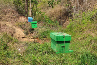 Bee fences to ward off elephant attacks