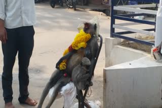 Monkey death from electric shock