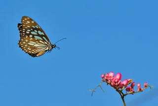 બટરફ્લાય પાર્ક