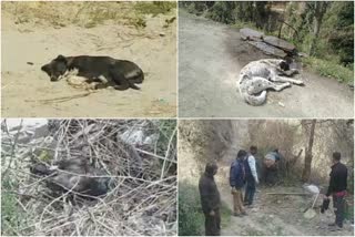 stray dogs dying  in shimla