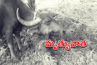 Buffalo died in with the Bomb exploded in tirumalagiri village regonda mandal Jayashankar bhupalpally district