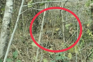 tiger in Buldana's Ambabarwa Sanctuary park