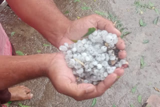 Untimely rain and hailstorm fell in Nandurbar district