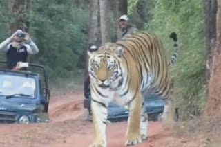 tourists-see-female-tiger