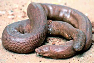 Snake smuggling , Red sand boa