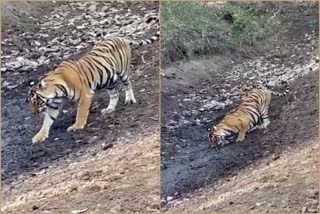 Rajasthan News,  Ranthambore National Park Latest News